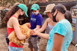 Chicken being evaluated